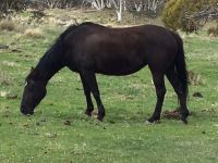 Australia Stock Horse Black Mare